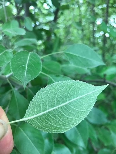 Pyrus betulifolia, photographed by Michael Ellis