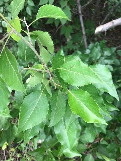 Pyrus betulifolia, photographed by Michael Ellis