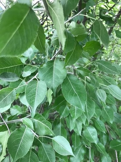 Pyrus betulifolia, photographed by Michael Ellis