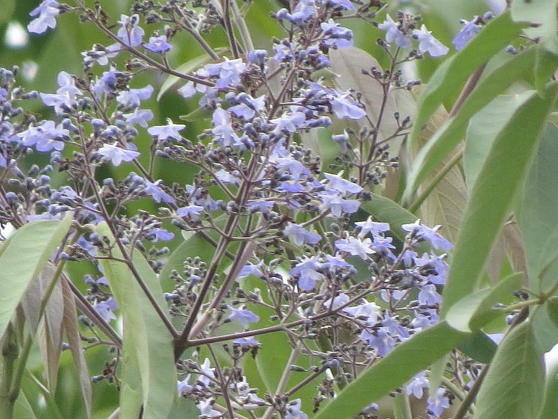 Vitex gaumeri, photographed by Francisco Emilio Roldán Velasco