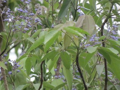 Vitex gaumeri, photographed by Francisco Emilio Roldán Velasco