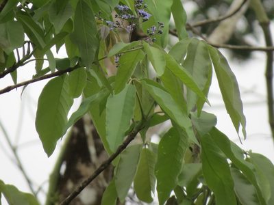 Vitex gaumeri, photographed by Francisco Emilio Roldán Velasco
