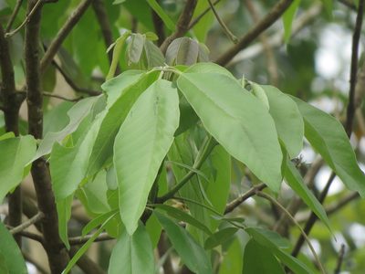 Vitex gaumeri, photographed by Francisco Emilio Roldán Velasco
