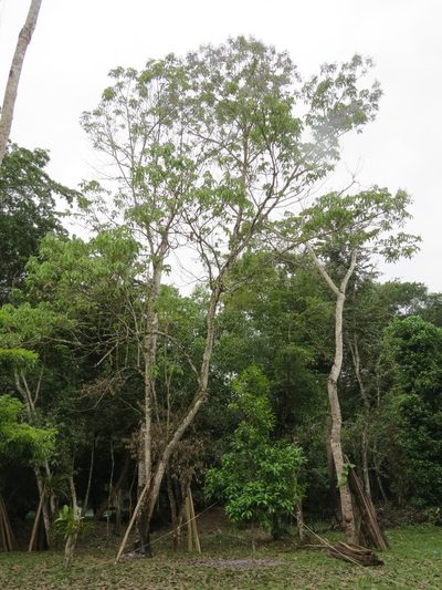 Vitex gaumeri, photographed by Francisco Emilio Roldán Velasco