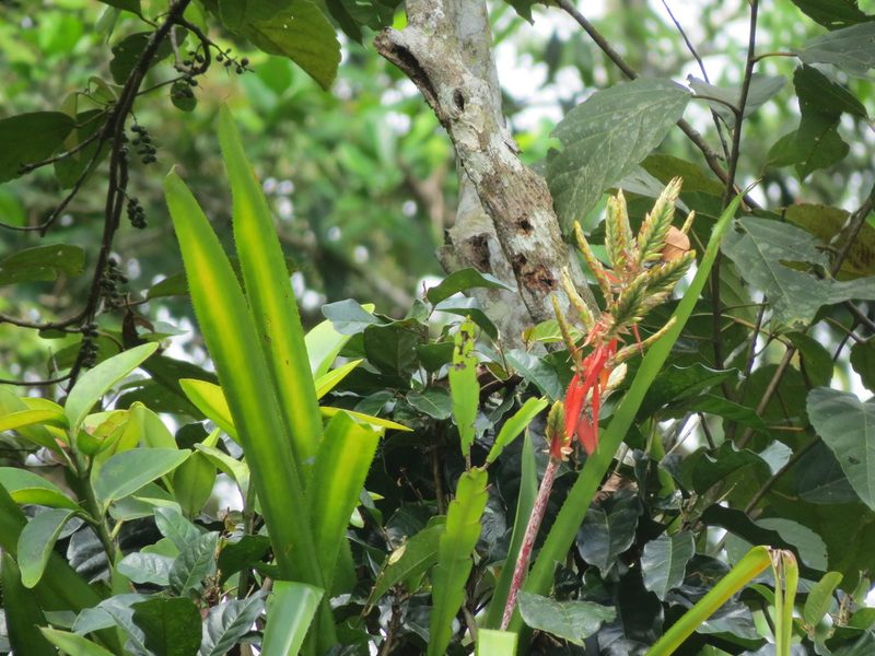 Aechmea tillandsioides, photographed by Francisco Emilio Roldán Velasco