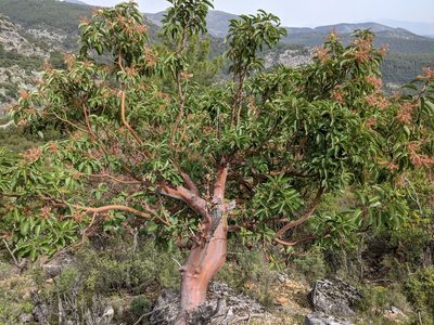 Arbutus andrachne, photographed by Kristof Zyskowski