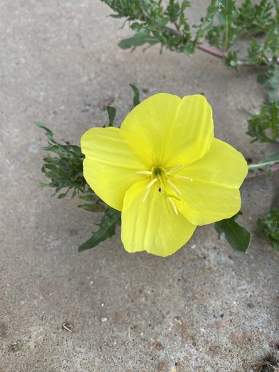 Oenothera grandis, photographed by Tamberly Conway