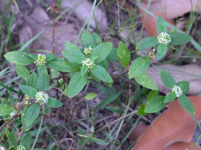 Spermacoce exilis, photographed by Agnes Trekker