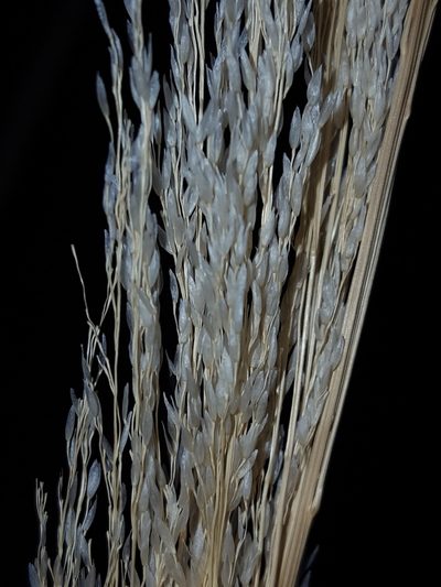 Muhlenbergia emersleyi, photographed by Alex Abair