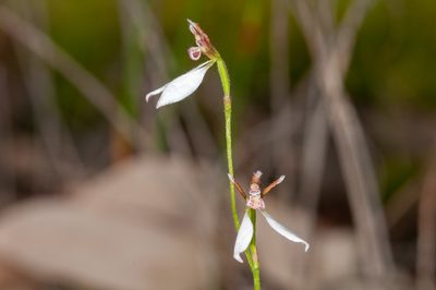 Eriochilus petricola, photographed by Rolf Lawrenz