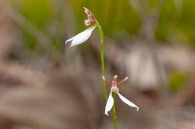 Eriochilus petricola, photographed by Rolf Lawrenz