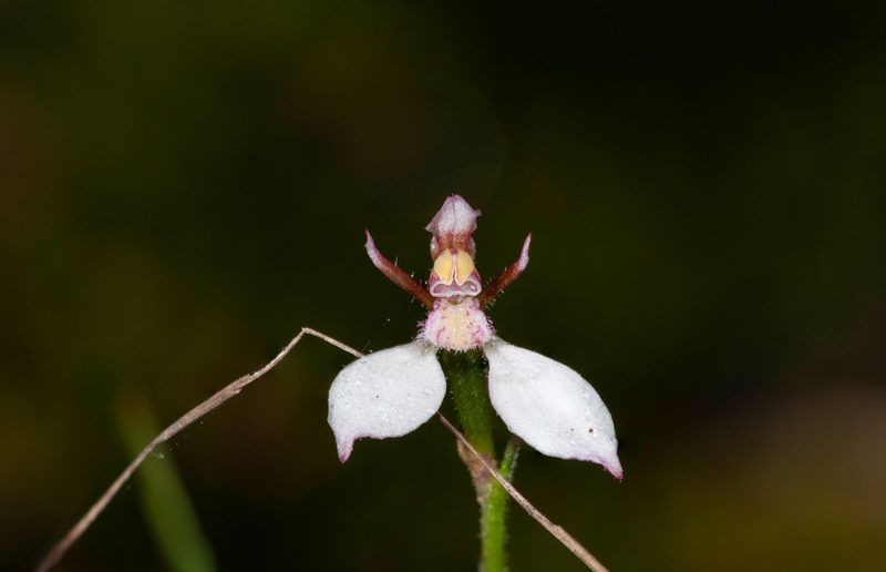 Eriochilus petricola, photographed by Rolf Lawrenz