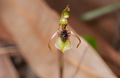 Chiloglottis seminuda, photographed by Rolf Lawrenz