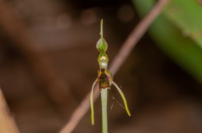 Chiloglottis diphylla, photographed by Rolf Lawrenz