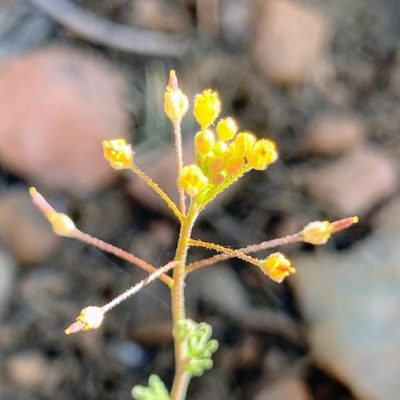 Descurainia pinnata, photographed by James Fowler