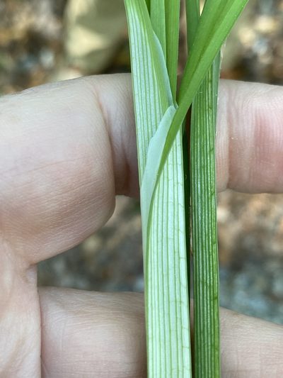 Carex radfordii, photographed by Alan Weakley