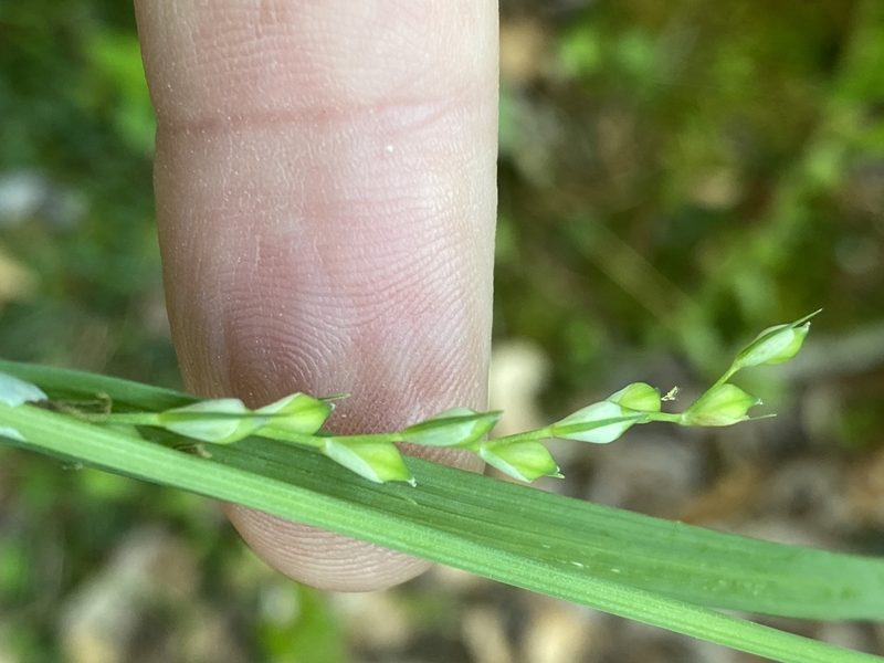 Carex radfordii, photographed by Alan Weakley