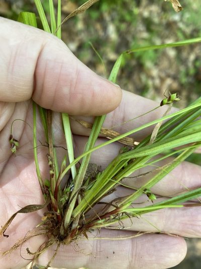 Carex austrocaroliniana, photographed by Alan Weakley