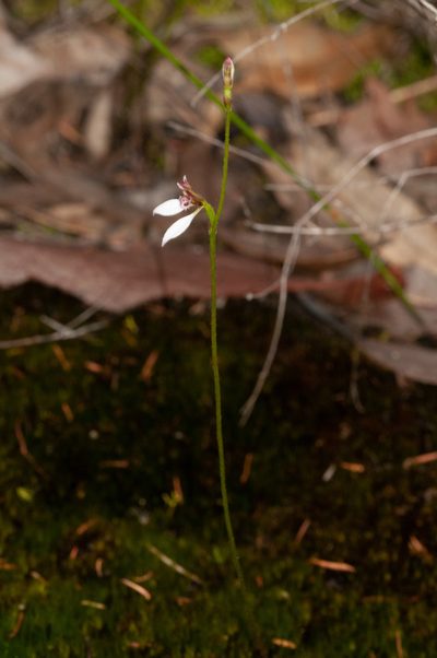 Eriochilus petricola, photographed by Rolf Lawrenz