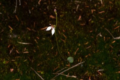 Eriochilus petricola, photographed by Rolf Lawrenz