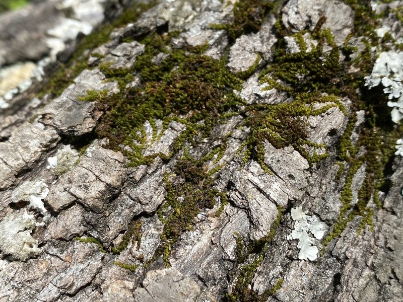 Drummondia prorepens, photographed by Alan Weakley