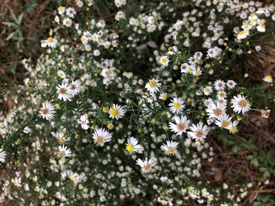 Symphyotrichum racemosum, photographed by John Kees