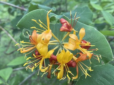 Lonicera flava, photographed by Alan Weakley