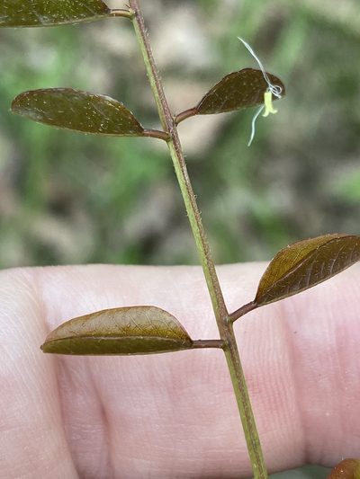 Amorpha glabra, photographed by Alan Weakley