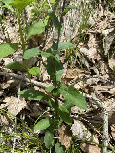Symphyotrichum phlogifolium, photographed by Alan Weakley