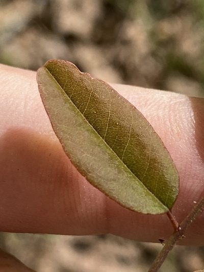 Amorpha glabra, photographed by Alan Weakley