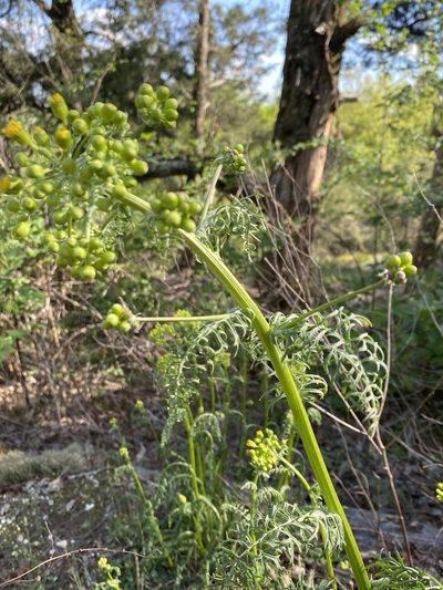 Packera millefolium, photographed by Alan Weakley