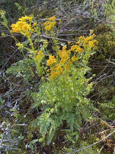 Packera millefolium, photographed by Alan Weakley