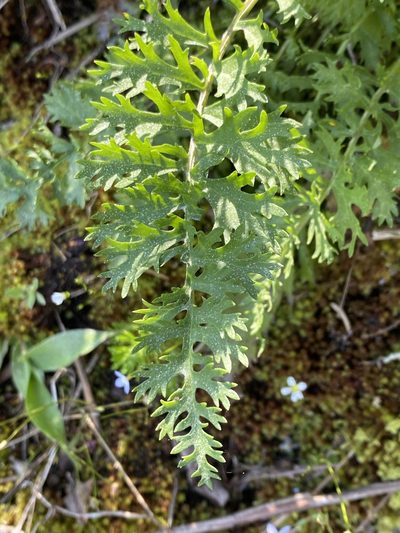 Packera millefolium, photographed by Alan Weakley