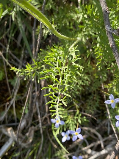 Packera millefolium, photographed by Alan Weakley