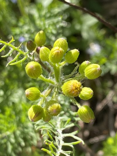 Packera millefolium, photographed by Alan Weakley