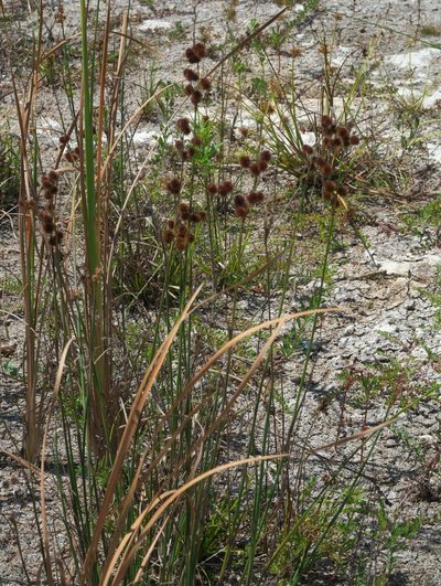 Juncus megacephalus, photographed by Robert Webster