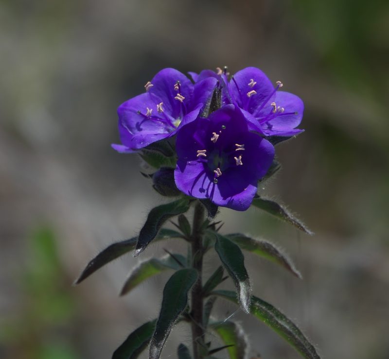 Hydrolea spinosa, photographed by Robert Webster