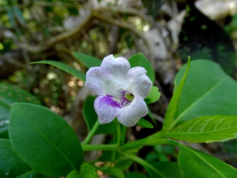 Bravaisia berlandieriana, photographed by Alexis López Hernández