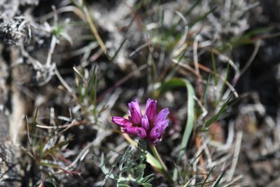 Allium scilloides, photographed by John Leszczynski