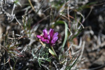 Allium scilloides, photographed by John Leszczynski