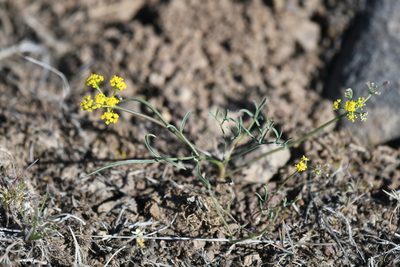 Lomatium farinosum, photographed by John Leszczynski
