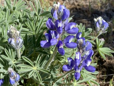 Lupinus saxosus, photographed by John Leszczynski