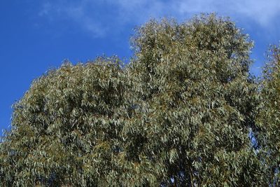 Eucalyptus tereticornis, photographed by Thomas Mesaglio
