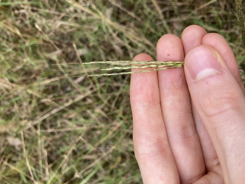 Bothriochloa macra, photographed by Thomas Mesaglio