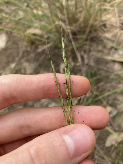 Bothriochloa macra, photographed by Thomas Mesaglio