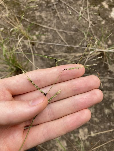 Eriochloa pseudoacrotricha, photographed by Thomas Mesaglio