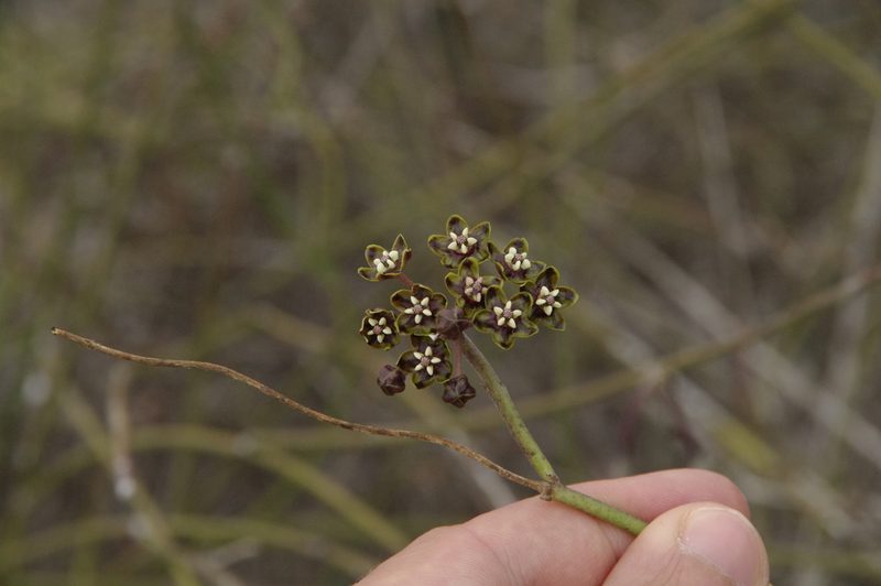 Funastrum angustissimum, photographed by Eric Knight