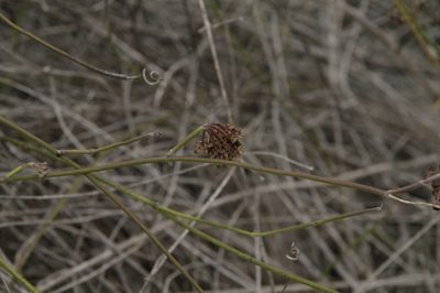 Funastrum angustissimum, photographed by Eric Knight