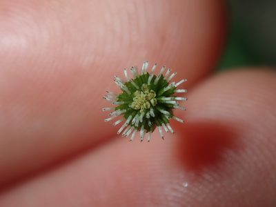 Solenogyne bellioides, photographed by Thomas Mesaglio