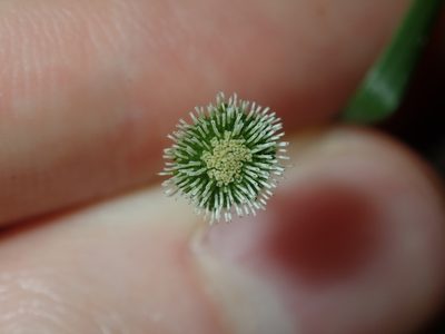 Solenogyne bellioides, photographed by Thomas Mesaglio